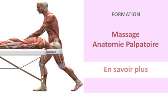 formation massage anatomie palpatoire